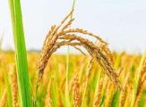 China to ensure 2019 grain output above 600 mln tonnes