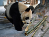 Hainan's first panda settlers make debut