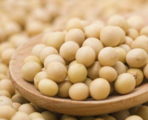 Futures price insurance helps Chinese soybean farmers hedge risk