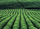 China's tea exports stable this year: report