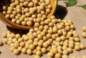 U.S. soybeans, grains rally over China trade optimism, export data