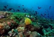 Lawmakers call for improved laws to enhance marine protection