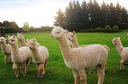 Australian alpacas settle down in Shanxi 