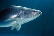 Int'l conservation group welcomes China's crackdown on totoaba fish smuggling 