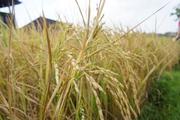 Huawei to cooperate with 'father of hybrid rice' to develop 'sea rice'