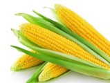 China's corn supply gap expected to expand