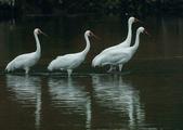 China, Russia, Mongolia jointly protect Siberian crane 