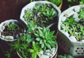 Exposure to greenery may help prolong life of elderly: research