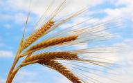 Kazakhstan to increase wheat exports to China