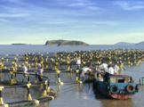 China to accelerate green development of aquaculture industry