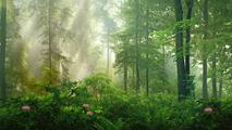 China sees forest travel boom in 2018