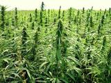 China to tighten control over industrial hemp approval