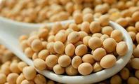 China expects sufficient int'l soybean supply in H1