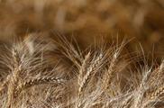 Across China: Belt and Road brings Kazakh grain to China 