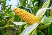 China's corn imports up in March