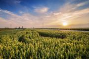China to hold agricultural trade fair in Shanghai