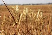 China's grain output expected to stay stable: report