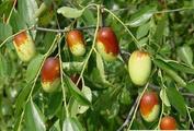 Chinese exchange to launch jujube futures