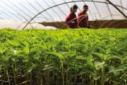 Spotlight: Turkish experts hail China's efforts to promote green development 