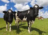 China's major milk-producing province aims to upgrade dairy industry 