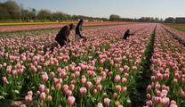 Spotlight: China, Netherlands see great cooperation potential in building green cities