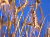 China expects pleasant summer harvest of grain & oil crops
