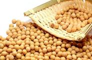 China Focus: China expands soybean plantation area to cut dependence on imports
