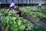 China's vegetable, fruit prices to fall on increasing supplies: MOC 