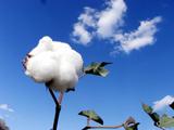China plans to introduce qualified overseas traders for cotton futures 