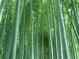 Bamboo industry thrives in southwest China 
