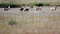 China plateau province explores ways to protect ecosystem 