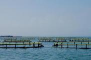 Forum on fishery development opens in east China