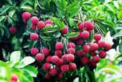 Over half of litchi output in Vietnam's litchi hub exported to China: report