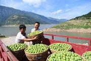 Global brand vision for Wushan Crispy Plums released in Beijing