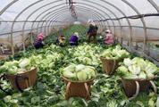 China's vegetable output reached 700 mln tonnes in 2018