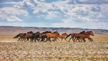 China becomes largest source of foreign tourist in Mongolia in H1
