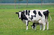East China's Shandong to promote high-quality dev. of dairy industry