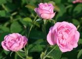 Feature: Battered Damask Rose business sees hope in booming Chinese market