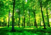 China signs bilateral forestry co-op agreements with 56 Belt and Road countries