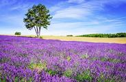 Xinjiang county whiffs success in lavender business