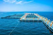 Shandong Yantai to build marine ranch demonstration zone 