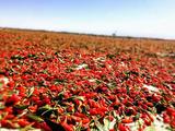 Goji berry industry in China's Tsaidam Basin likely to warm up  