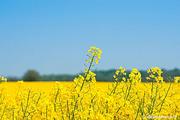 Chinese researchers develop new type of high-yielding rapeseed 