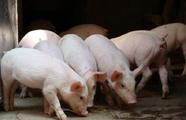 China to subsidize pig farms to ensure supply