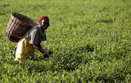 East Africa tea industry eyes Chinese market to boost declining revenues