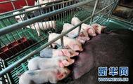 China issues 17 measures to support hog production