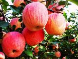 Shaanxi produces over 10 mln tonnes of apples in 2018