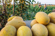 Fruits produced in China's Xinjiang win customers along Belt & Road 