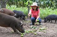 China Focus: Pig farmers keen on expanding stock as China drums up pork production