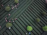 SW China province sees robust growth in tea export